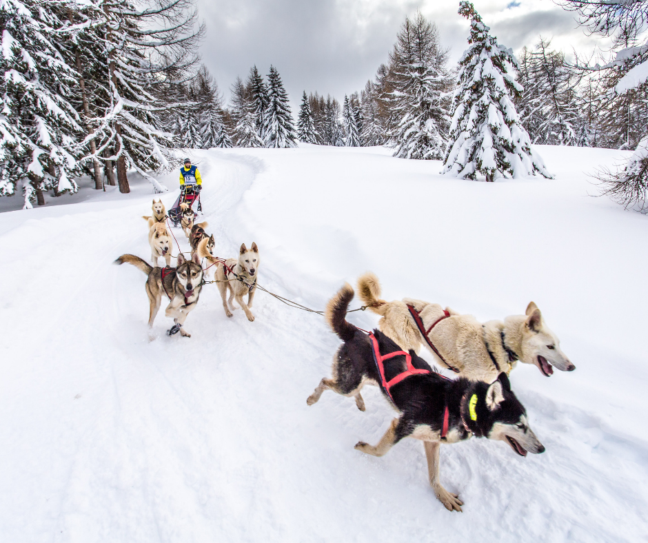 Dog sledding in Paradiski © Vincent Piccerelle