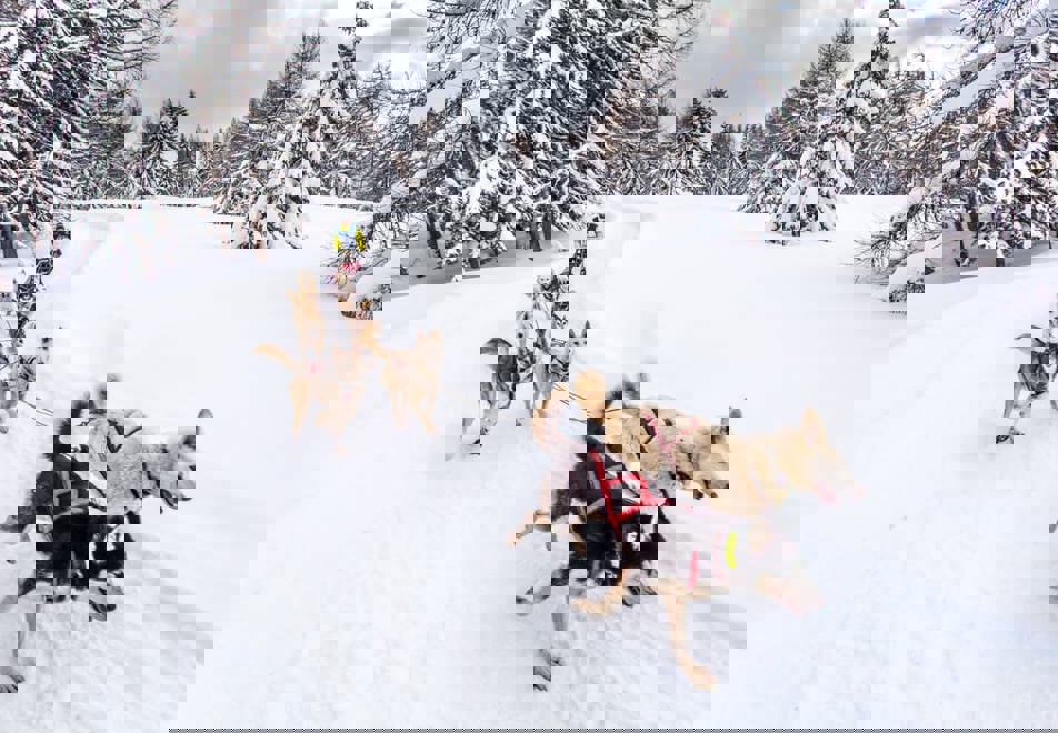 La Plagne Ski Resort - Dog sledding (©vincent-piccerelle)