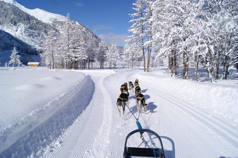 Peisey Vallandry Ski Resort - Dog sledding