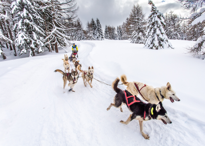 Dog Sledging