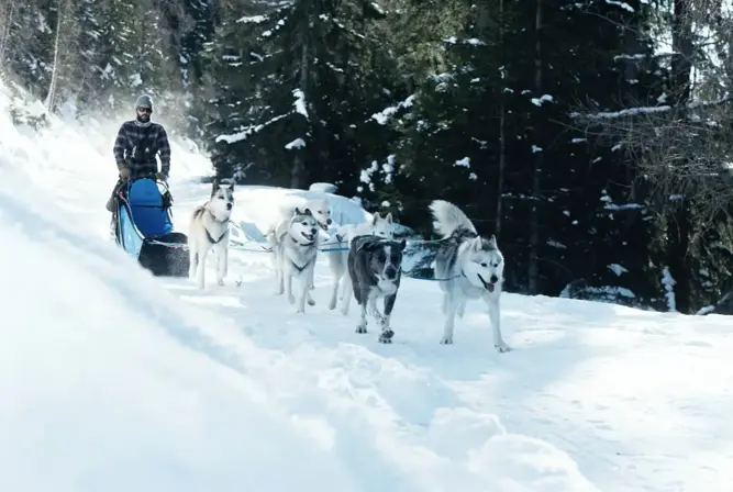 Sainte Foy Tarentaise dog sledding (© DavidAndré) (1).webp