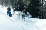 Sainte Foy Tarentaise dog sledding (© DavidAndré) (1).webp