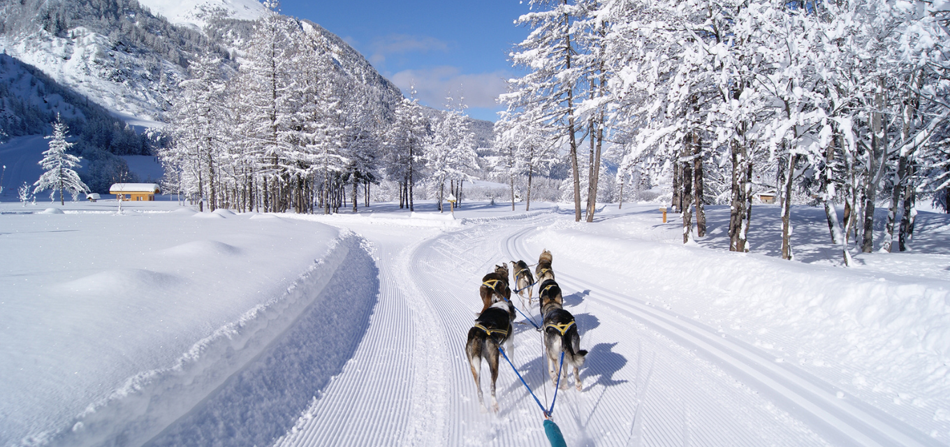 Peisey Vallandry Dog Sledding