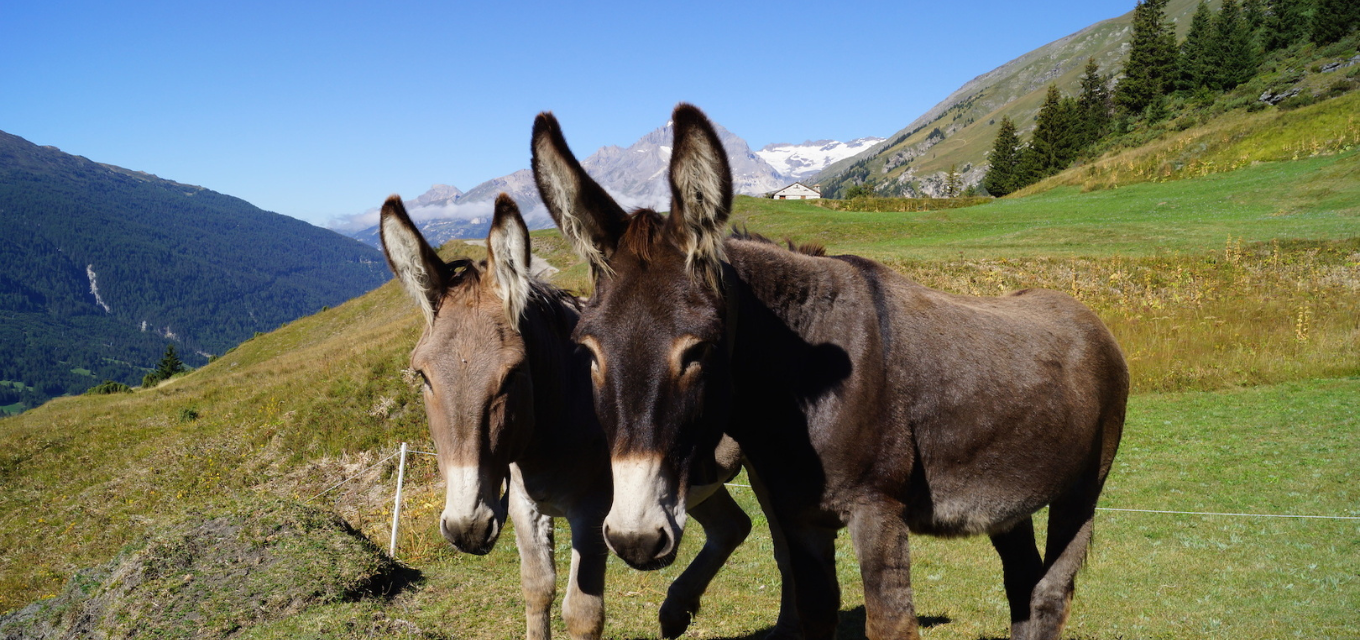 Donkeys Val Cenis