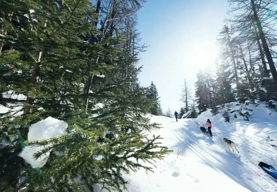 Sainte Foy Ski Resort - Dog sledding (©David Andre)