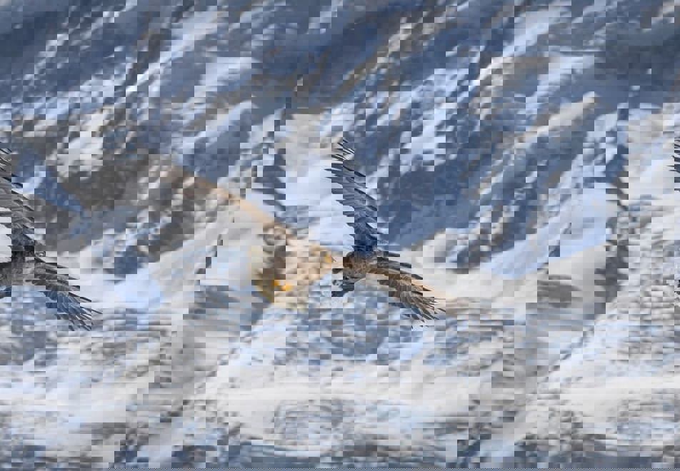 Morzine eagles