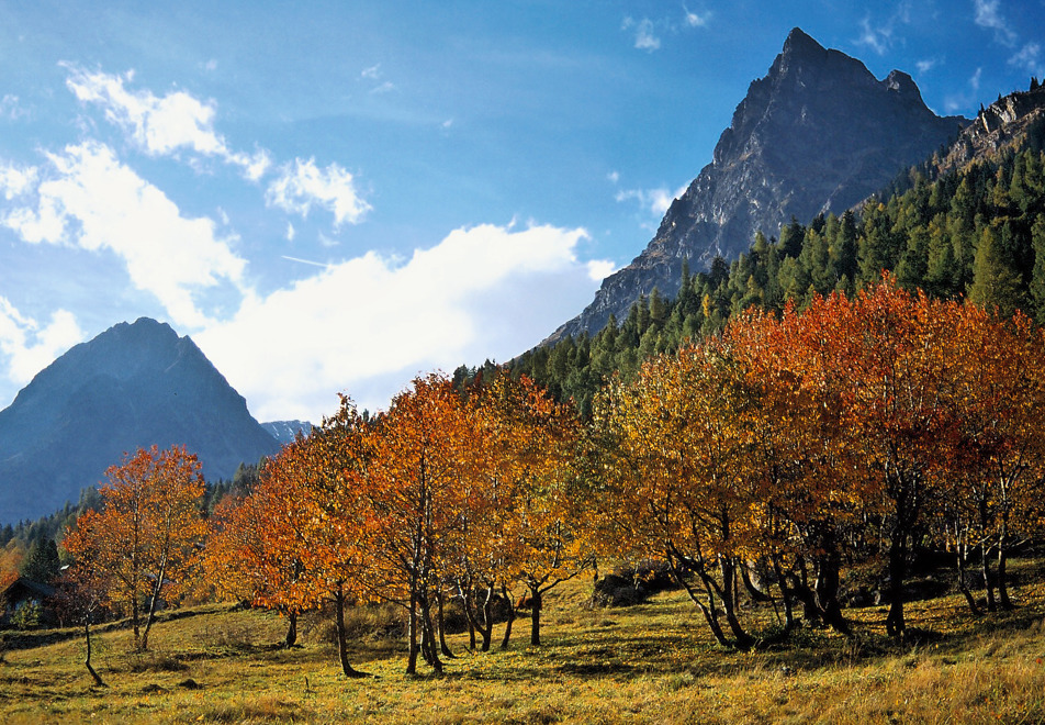 Vallorcine Trees © (Marie Anne Chamel)