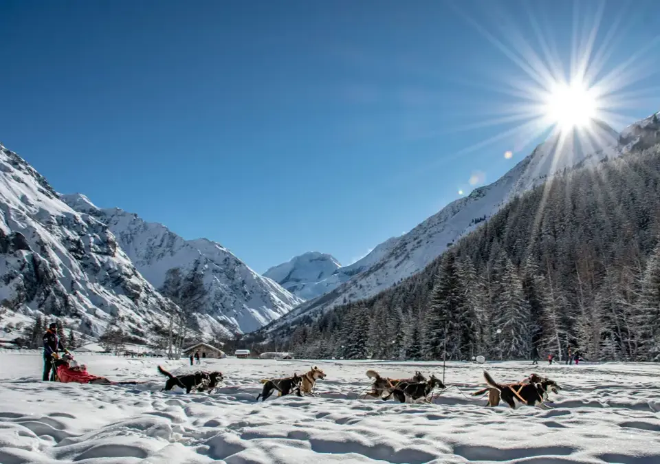 La Plagne dog sledding (©Nomad_Photographie).webp