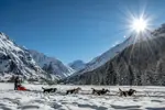 La Plagne dog sledding (©Nomad_Photographie).webp
