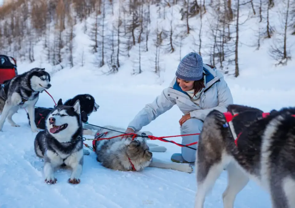 Isola 2000 dog sledding (2).webp