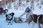 Isola 2000 dog sledding (2).webp
