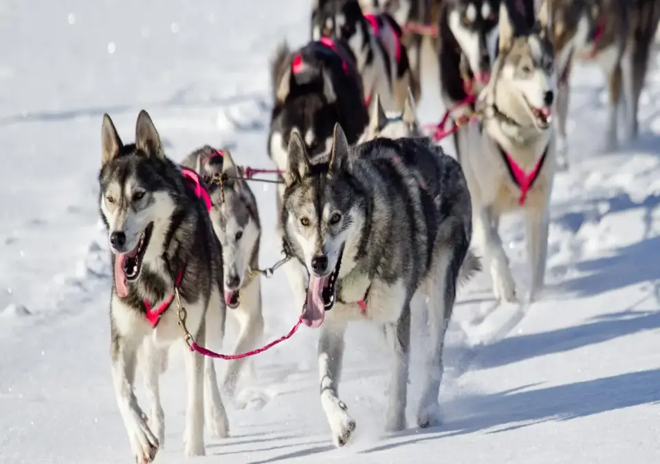 Notre Dame de Bellecombe Val d'Arly-Dog sledding.webp