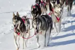Notre Dame de Bellecombe Val d'Arly-Dog sledding.webp