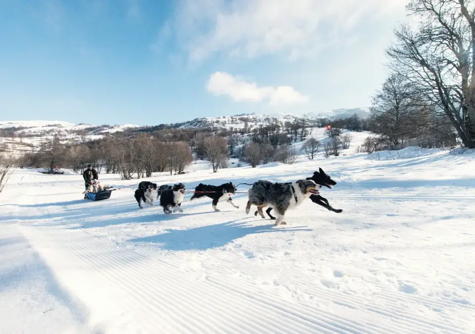 St Martin de Belleville dog sledding (©DavidANDRE) (1).webp