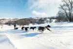 St Martin de Belleville dog sledding (©DavidANDRE) (1).webp