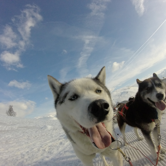 Dog Sledding Instagram Moment.png
