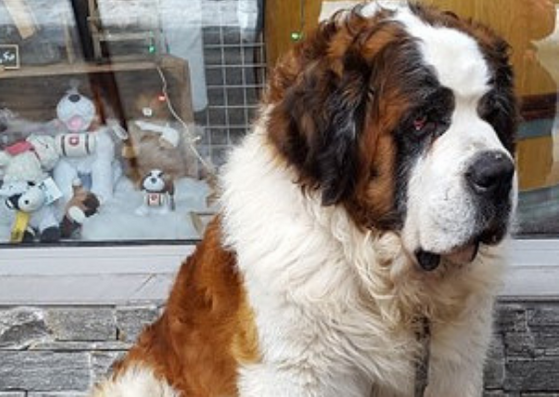 St Bernard dog in Chatel resort