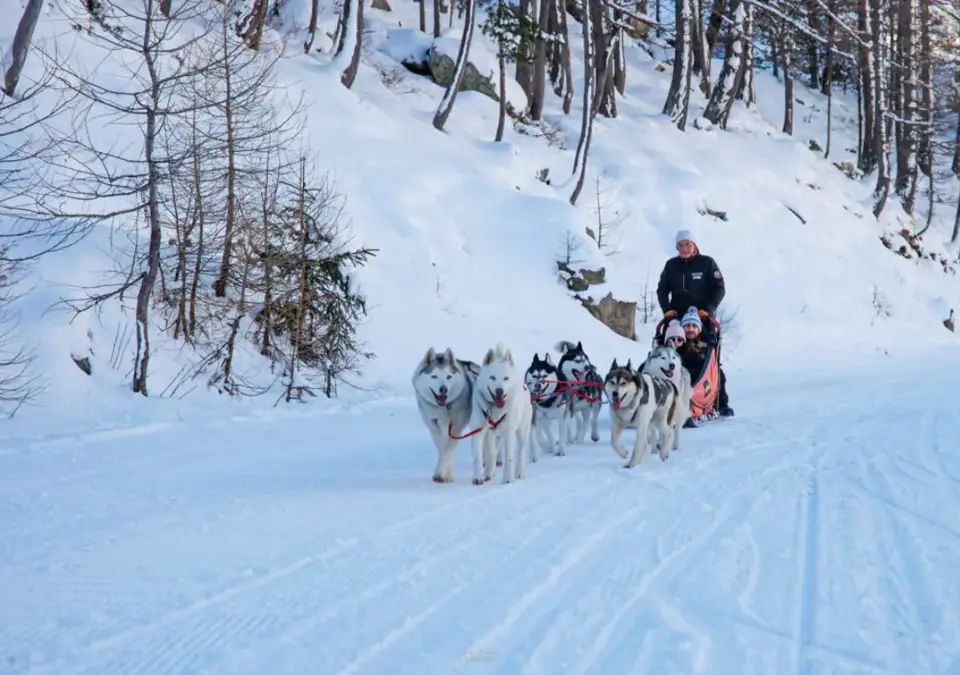Isola 2000 dog sledding (1).webp