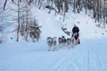 Isola 2000 dog sledding (1).webp