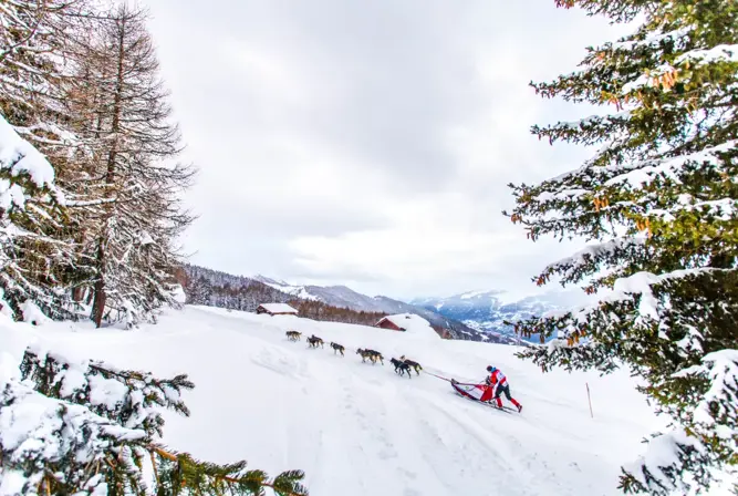 La Plagne dog sledding (©vincent-piccerelle).webp
