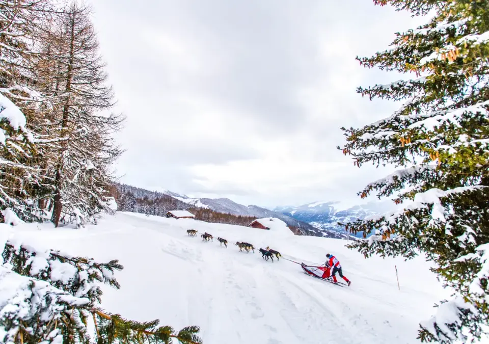 La Plagne dog sledding (©vincent-piccerelle).webp