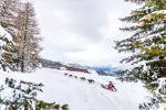 La Plagne dog sledding (©vincent-piccerelle).webp