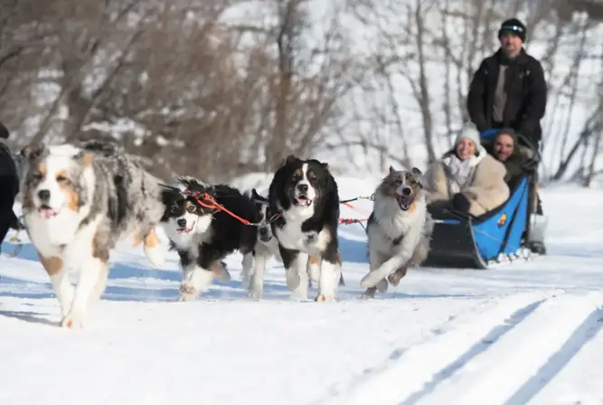 St Martin de Belleville dog sledding (©DavidANDRE) (2).webp