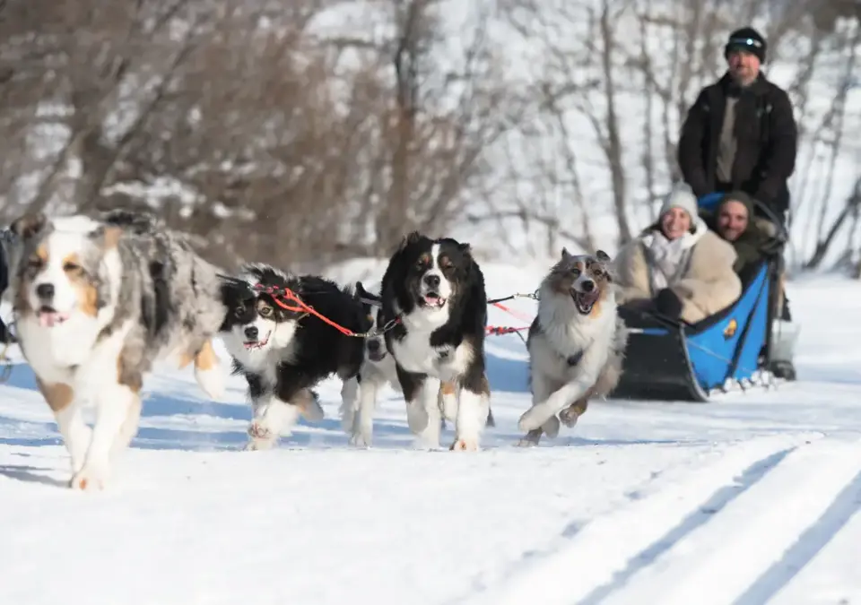 St Martin de Belleville dog sledding (©DavidANDRE) (2).webp