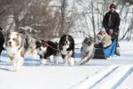 St Martin de Belleville dog sledding (©DavidANDRE) (2).webp