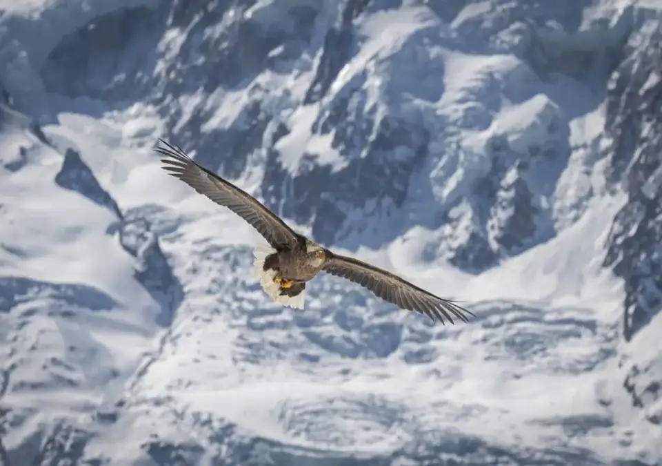 Birds of prey shows in Morzine.webp