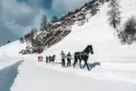 Ski joering in Peisey-Vallandry (@LezBroz).webp