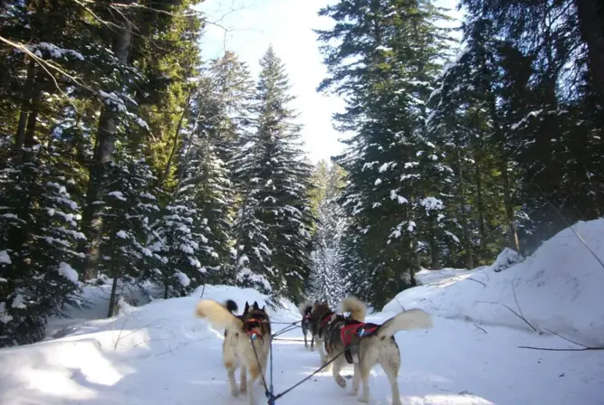 Auris en Oisans - Dog sledding.webp