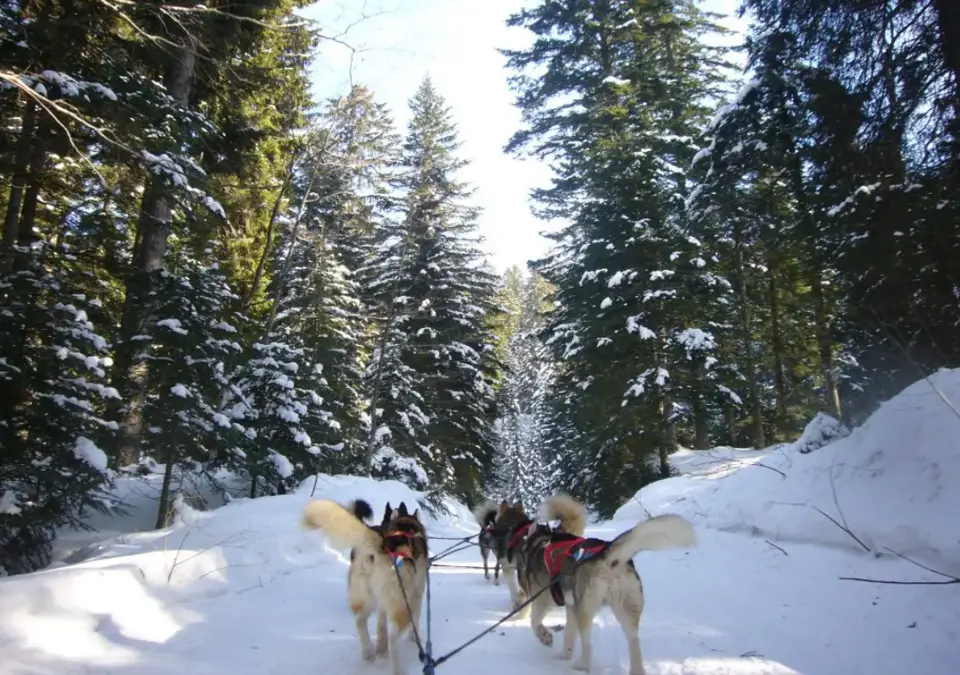 Auris en Oisans - Dog sledding.webp