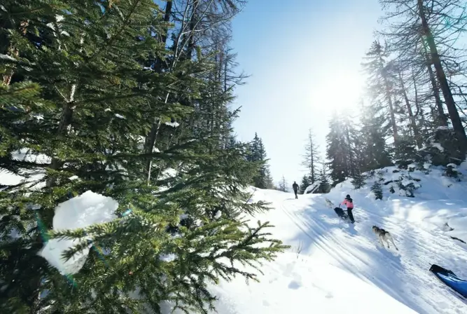 Sainte Foy Tarentaise dog sledding (© DavidAndré) (2).webp
