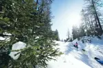 Sainte Foy Tarentaise dog sledding (© DavidAndré) (2).webp