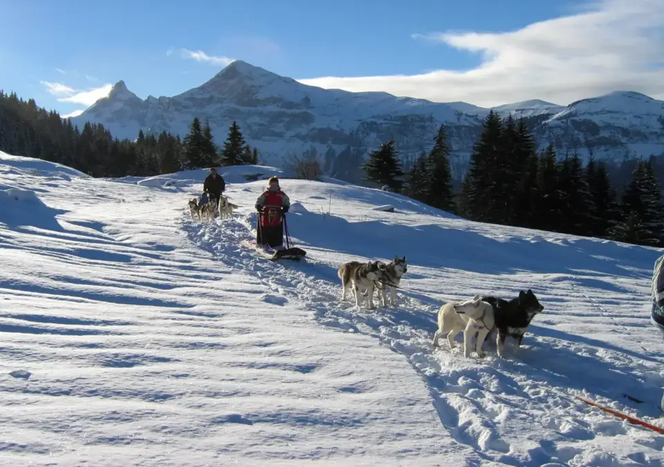 Chamonix-Dog sledding.webp