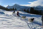 Chamonix-Dog sledding.webp