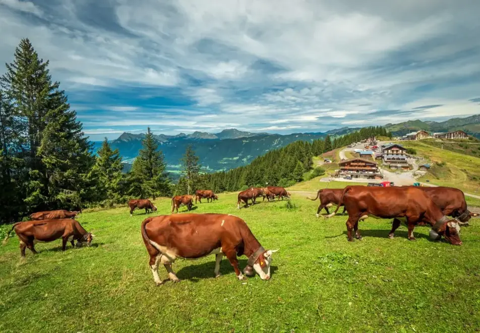Samoens, Grand Massif (©GillesPiel)