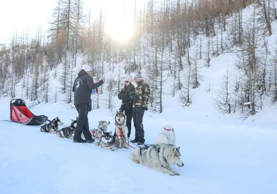 Isola 2000 dog sledding (3).webp