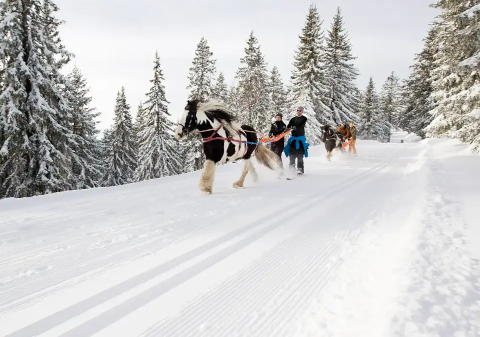 Avoriaz ski joering ©Oreli.b6056.webp