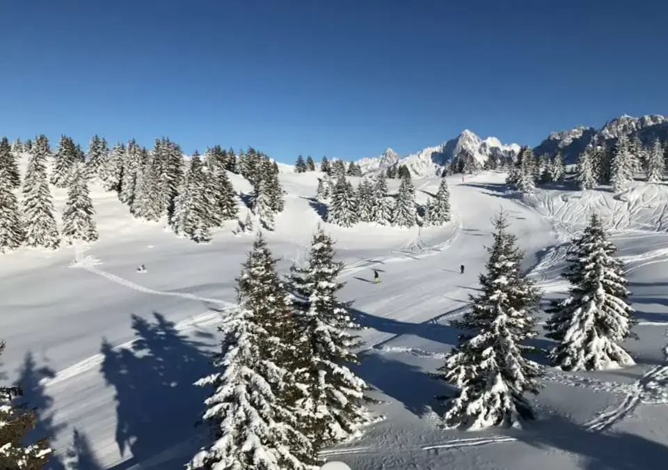 Les Houches-Mont Blanc-Treeline skiing (2).webp