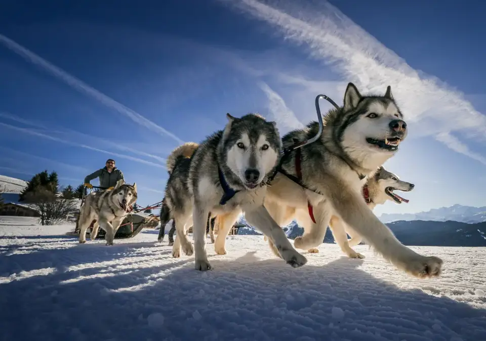 Les Gets dog sledding (©Kenodeleyn).webp