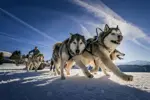 Les Gets dog sledding (©Kenodeleyn).webp
