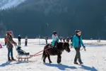 Poney-luge-©Guillaume-Grasset-Office-de-Tourisme-de-Pralognan-la-Vanoise.webp
