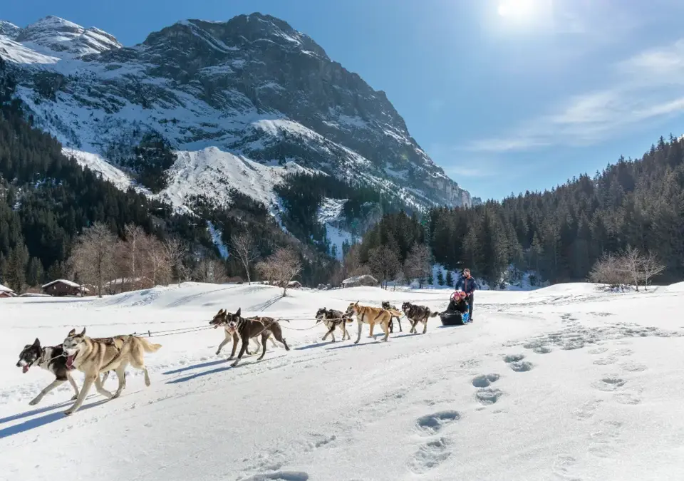 Chiens-traineaux-©Guillaume-Grasset-Office-de-Tourisme-de-Pralognan-la-Vanoise.webp
