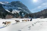 Chiens-traineaux-©Guillaume-Grasset-Office-de-Tourisme-de-Pralognan-la-Vanoise.webp