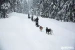Meribel dog sledding (©OT Meribel).webp