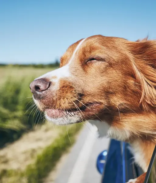 HEADER-Eurotunnel travel Le Shuttle dog-2000px.webp
