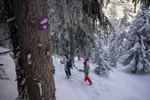 Snowshoeing Plagne Montalbert.webp